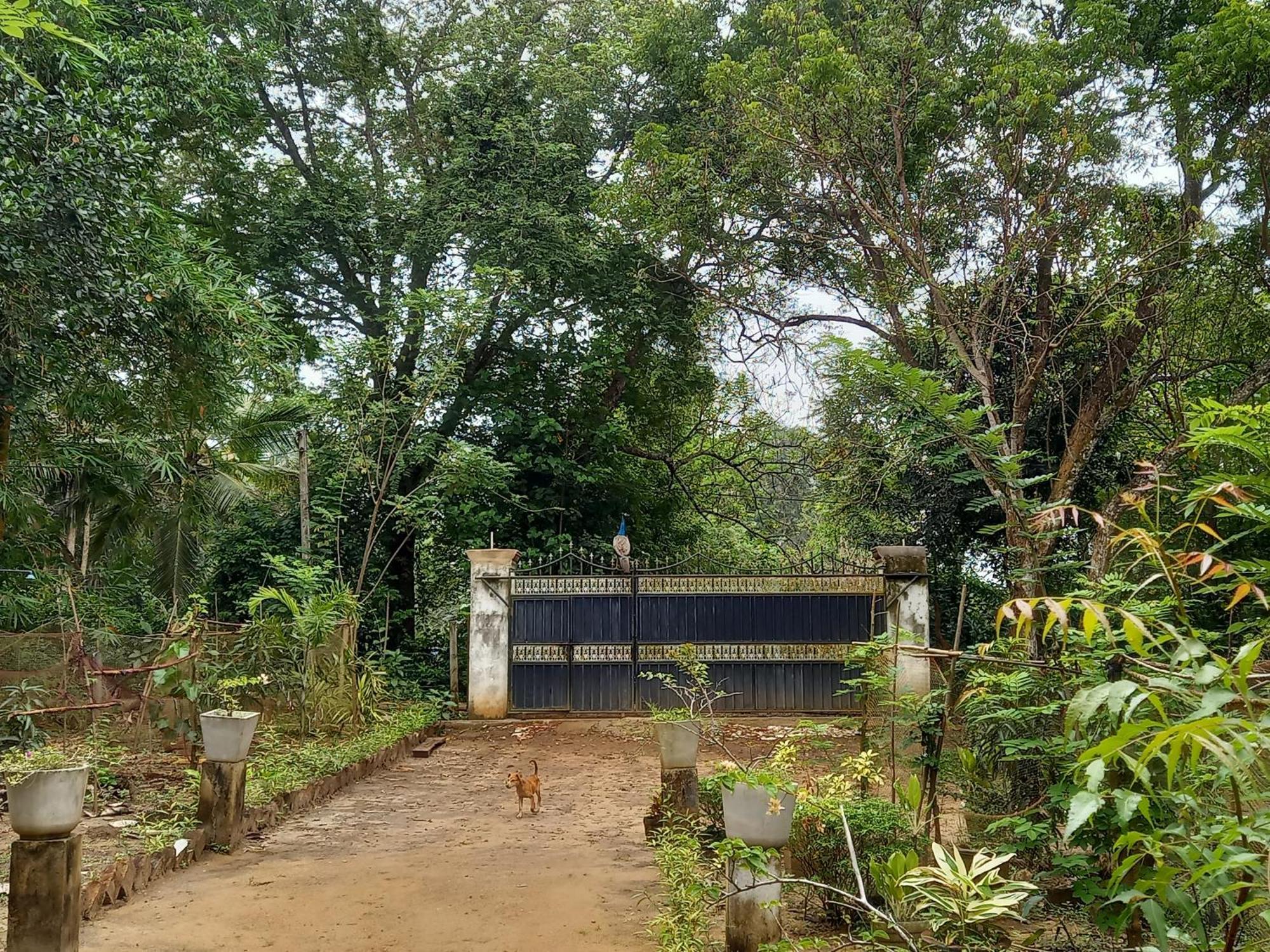 Silent Peacock Villa And Peacock Cafe แทนกาลเล ภายนอก รูปภาพ